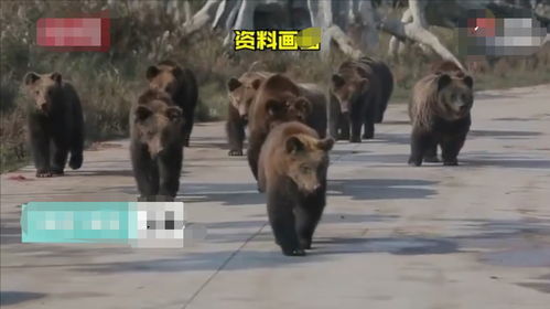 上海野生动物园饲养员被群熊撕扯身亡,游客目睹饲养员被拖走画面