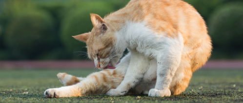 开水烫猫被开除,违反劳动法么