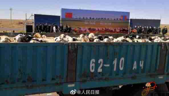 蒙古捐赠第一批4000只隔离期满30天、检验检疫合格的活羊将(蒙古捐赠羊)