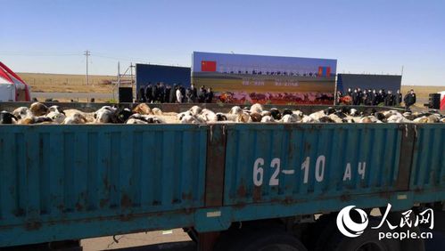 首批蒙古国捐赠羊来了 