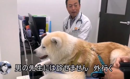 秋田犬去医院看病,女医生来了态度很好,换成男医生就想跑