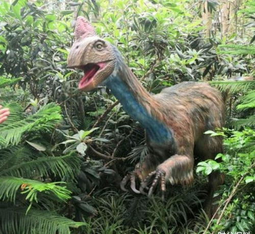 四川5岁男孩发现疑似恐龙足迹,专家 系亿年前白垩纪肉食龙