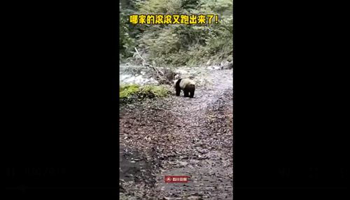 滚滚只玩 村民们不想惊动大熊猫等一小时