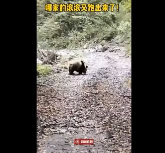 村民不想惊动大熊猫苦等1小时 暖心