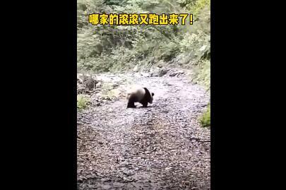 村民回家途中路遇野生大熊猫 不想惊动大熊猫苦等1小时