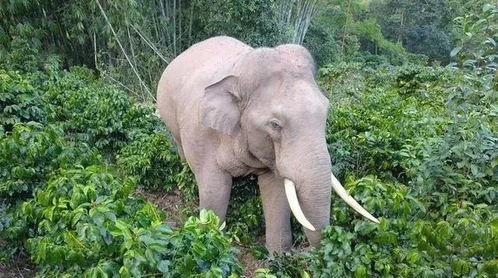 痛心 云南普洱一家三口采茶遭遇20多头野象,妻子被袭受重伤