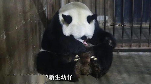 陕西林业科学院秦岭大熊猫繁育研究中心20岁珠子生下体重167(陕西林业科学院院长)