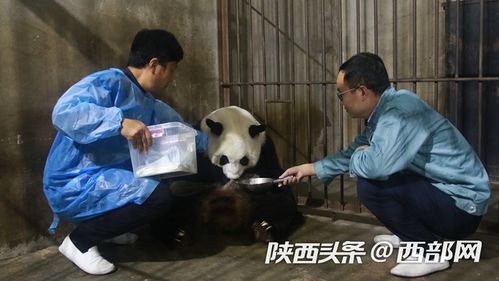 陕西秦岭大熊猫繁育研究中心高龄大熊猫珠珠诞下一幼仔 