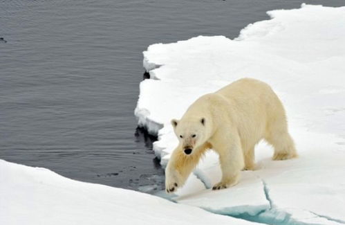 北冰洋生态垂危 北极恐将 夏季无冰