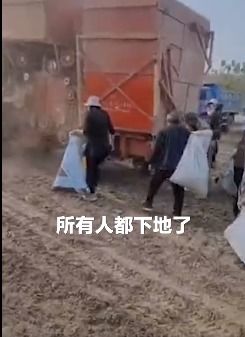 承包商收割花生村民尾随捡拾怎么回事 现场画面曝光让人无语