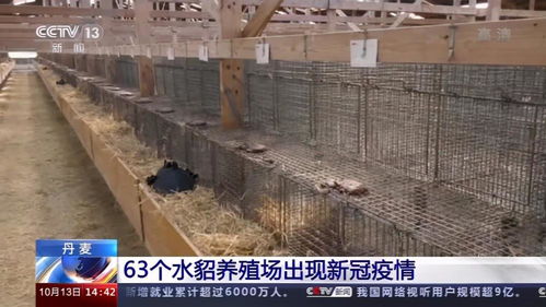 丹麦首相道歉,承认捕杀水貂 无法可依 是非法的