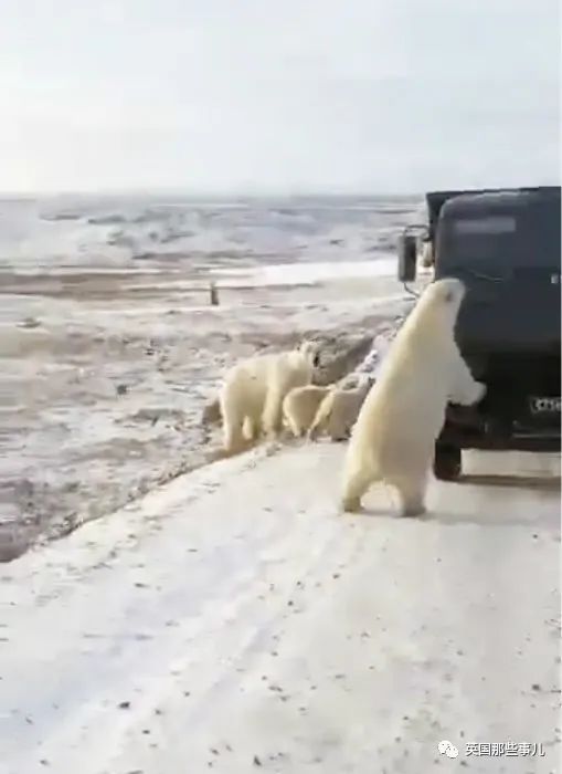 10只北极熊 围堵洗劫 垃圾车 背后原因让人忧心 