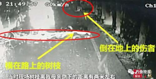 这事谁来管 天降枯树枝砸死过路六旬老太