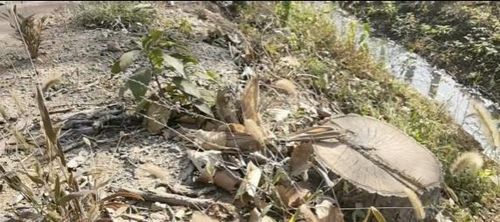 这事谁来管 天降枯树枝砸死过路六旬老太