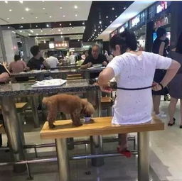 你用的餐具是狗用过的 你能忍 