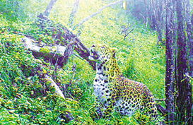陕西自然保护区首次发现珍稀钱豹 拍下罕见的图像(陕西老县城自然保护区)