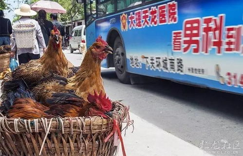 内蒙古一居民养的鸡与众不同