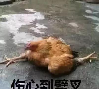 广西一农户364只鸡惨死,原因竟是因为天上的它