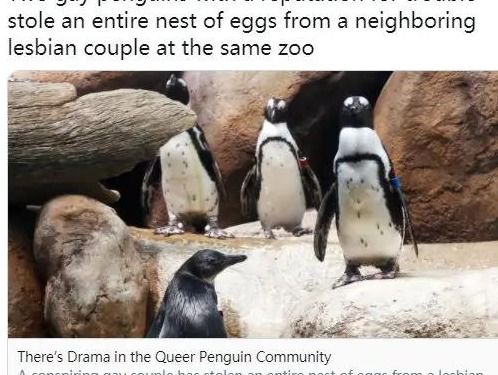 好兄弟真爱无敌,同性企鹅试图成为父亲两次偷蛋