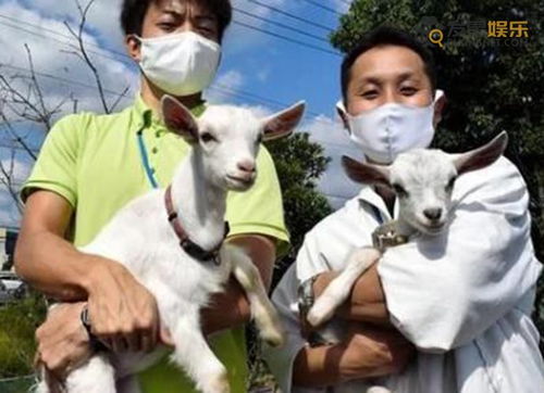 日本推租羊吃草业务 比请人便宜一半还很治愈
