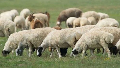 羊来了 蒙古国确定9月份起分批运送三万只羊