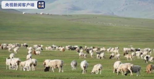 3万只羊到中国秒变羊肉 蒙古国 希望献给湖北人民