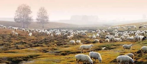 在蒙古国,羊有着怎样的寓意呢