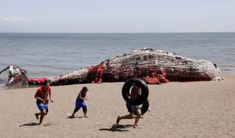 海滩边出现一条巨型鲸鱼,凑近一看,被眼前的一幕给震撼 
