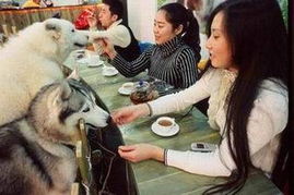 主人带狗上桌吃饭引顾客不满