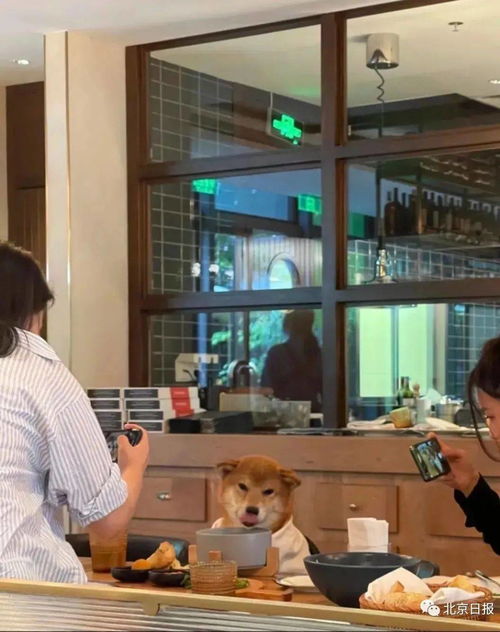 前爪扒着餐桌,头埋进碗里 ,一餐厅人狗同桌进餐,网友吵起来了