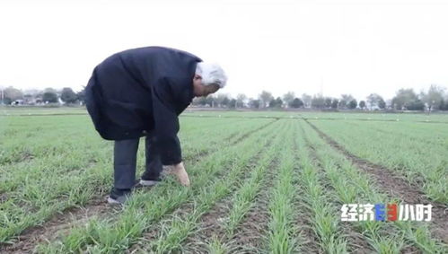 新纪录 双季稻亩产超3000斤 袁隆平90岁生日愿望成真了
