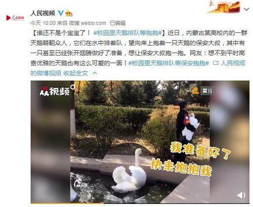 谁还不是个宝宝了 校园里天鹅排队等抱抱