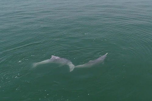 罕见 无人机捕捉到中华白海豚浪漫求偶画面