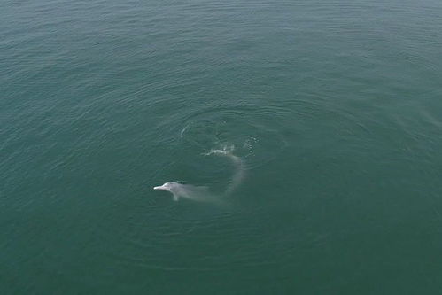罕见 无人机捕捉到中华白海豚浪漫求偶画面