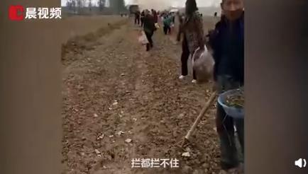 大里王村一村干部告诉潇湘晨报:来抢花生的村民主要是外村民
