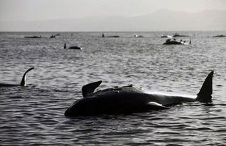 200头鲸鱼海滩搁浅140头已死亡 盘点罕见怪异动物