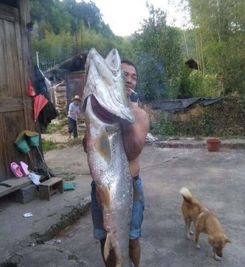 男子在水库捕上2米长的大鱼,网友 此鱼可能已成 精 