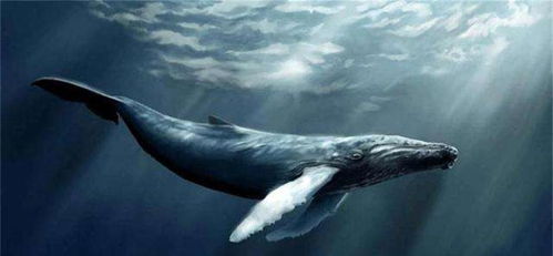外国海洋生物学家被鲸鱼救了一命,一年后相遇,他们还认出了彼此