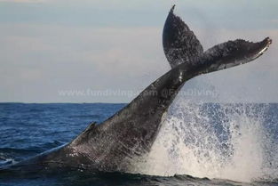 气势磅礴 3万巨型座头鲸聚集悉尼港 