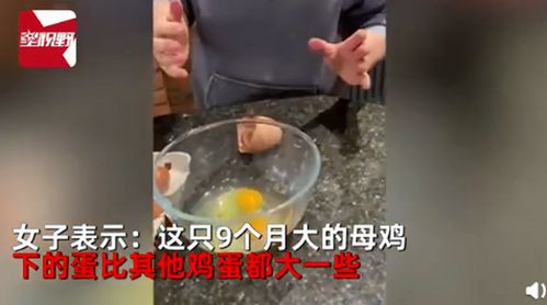 女子家母鸡产10厘米高的蛋 她敲开后,全家人立刻欢呼起来(女子家母鸡产下10厘米巨型鸡蛋)