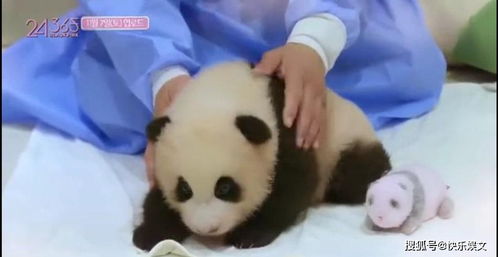 韩国女团BP不戴手套摸熊猫 遭网友怒骂太危险,官方正式回应