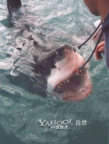 血腥 被人类捕获的巨型鲨鱼 组图