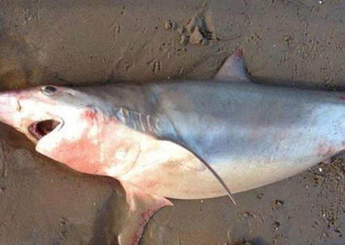 鲨鱼莫名其妙被冲上岸,然而眼尖路人,却发现了它的肚子有情况