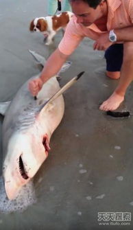 鲨鱼受伤死亡,冲上沙滩 近30厘米的旗鱼刺插入伤口(鲨鱼不会轻易受伤)
