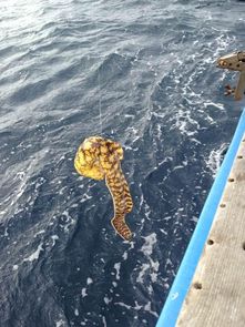 美国小伙在日本海垂钓发现异物,仔细看清后立马扔会海里