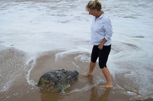 女子海边散步发现一块奇怪的石头