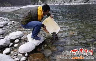 陕西汉中市六旬老人获赠两只娃娃鱼 委托记者放生 图