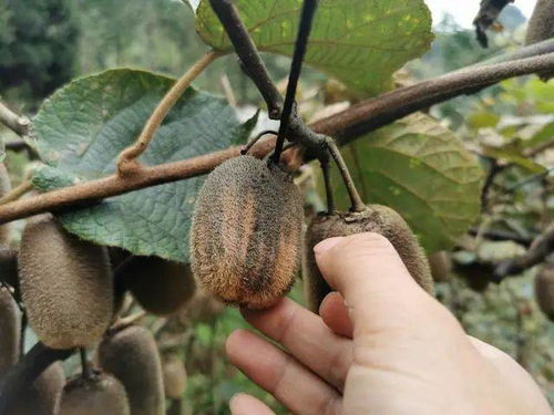 该怎么办 贵州 种植的猕猴桃遭到煤尘污染,2万多斤猕猴桃销售无门