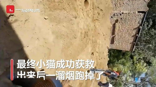 众人停工3小时救出被困基桩小猫