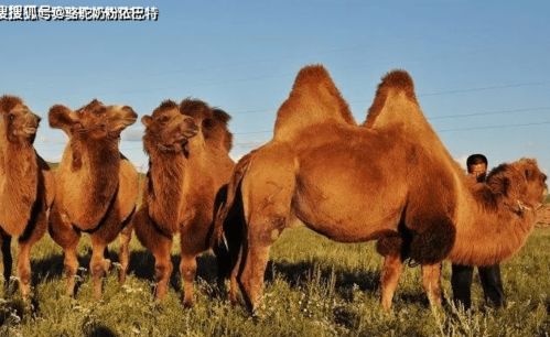 关于骆驼奶的几个问题思考